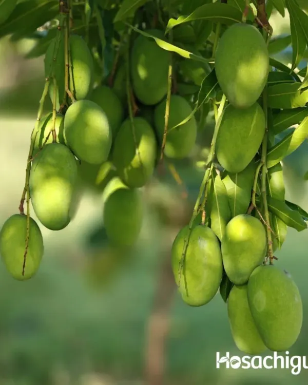 A close-up shot of a branch laden with unripe green mangoes, promising a sweet harvest to come.