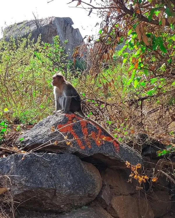 A monkey observing our group from a rock at Nijagal Betta. Wildlife encounters are a frequent and exciting part of our treks.