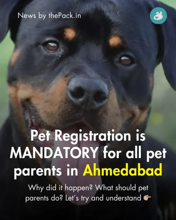 We believe in providing factual, unfiltered news. This post addresses the mandatory pet registration rule in Ahmedabad, explaining why it happened and what pet parents need to do.