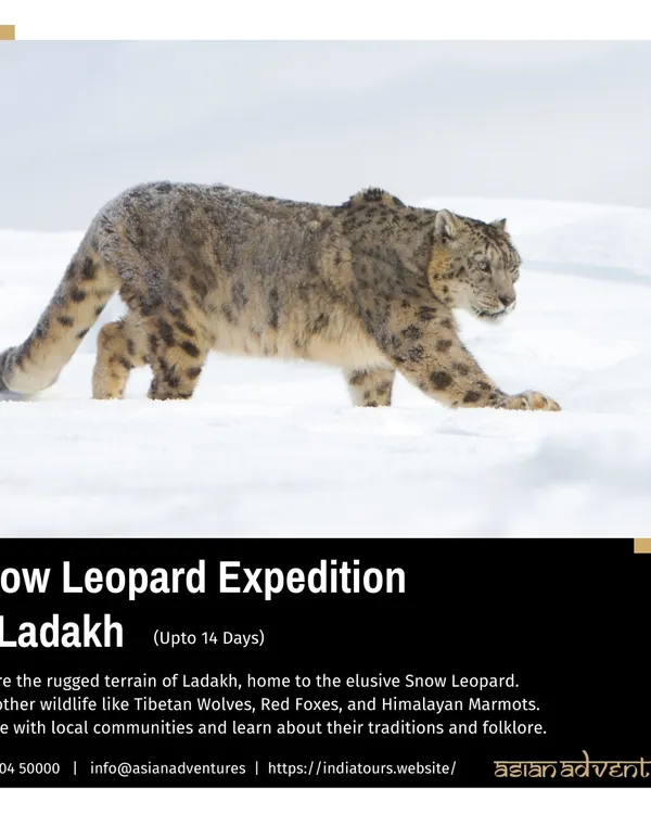 A Snow Leopard navigates a snowy slope in the rugged terrain of Ladakh. Our specialized winter expeditions are led by expert trackers dedicated to finding this magnificent and elusive cat.