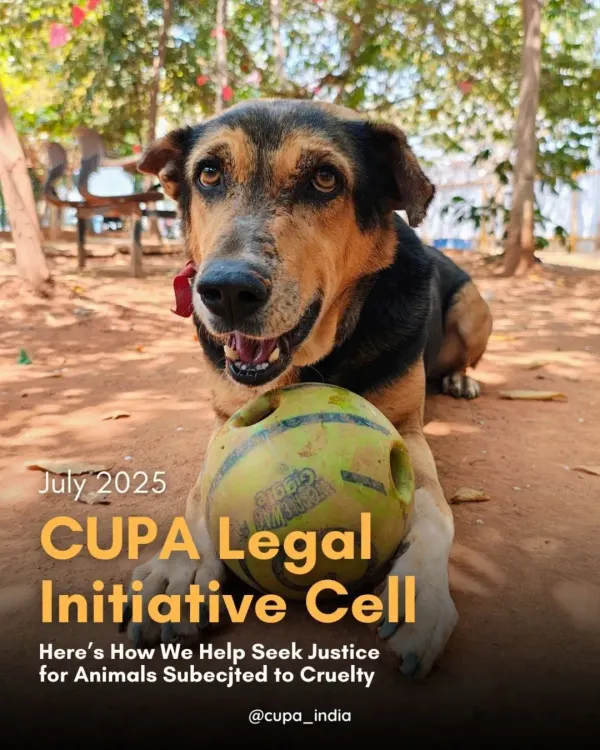 This is the face of my legal initiative. Every month, I work to seek justice for animals subjected to cruelty, providing free legal aid and fighting cases in Bengaluru.