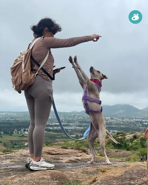 This is what it's all about. A moment of pure connection between a pet parent and their dog, high above the city. Our guided treks are designed to build confidence and strengthen your bond in beautiful, natural settings.