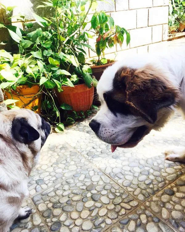 A gentle giant and a little friend. I make sure every meal plan is tailored to the dog, no matter their size or appetite.