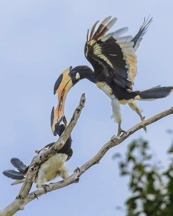 A tender moment as a pair of Malabar Pied Hornbills feed each other. This behavior strengthens their pair bond and is a beautiful sight to witness in places like Wilpattu National Park.