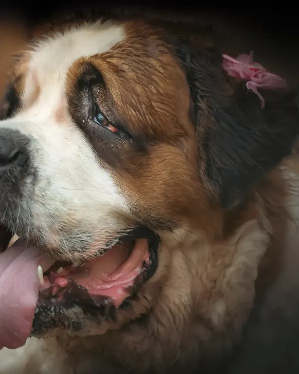 A close-up studio portrait of a beautiful Saint Bernard. The soft lighting highlights the texture of her fur and her gentle, soulful eyes. A little pink flower adds a touch of sweetness.