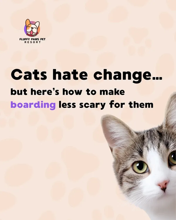 We understand that cats hate change. This is the first in a series of tips on how to make the boarding experience less scary and more comfortable for them.