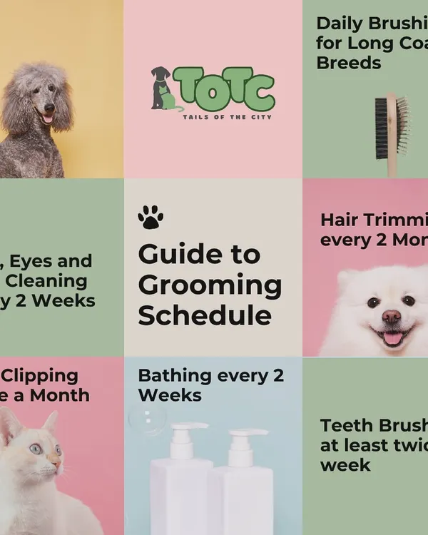 Not sure how often to groom your pet? This simple guide provides a helpful grooming schedule for everything from brushing and bathing to nail clipping and teeth cleaning.