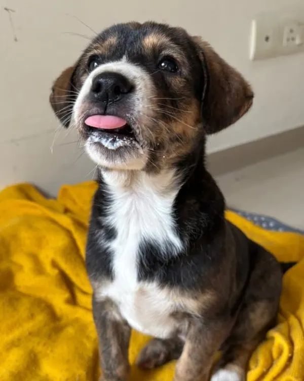 A little milk mustache after a hearty meal. This is Golu, a healthy and happy Indie puppy with a playful personality. He is learning basic commands and is ready for a family to call his own.