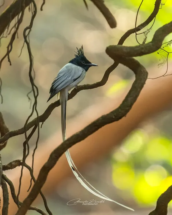 The male Indian Paradise Flycatcher in its white morph is a breathtaking sight. I captured this one in Matheran, its long, ribbon-like tail trailing behind it as it perched among the twisting vines.