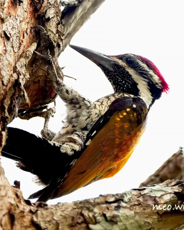 This shot gives a fantastic view of the Malabar Flameback's features. You can see its red crest, speckled face, and the strong claws it uses to cling to tree bark while searching for insects.