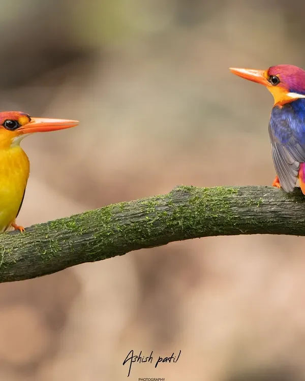 Two Oriental Dwarf Kingfishers on a branch. A perfect frame that speaks of companionship in the wild, just in time for Valentine's Day.