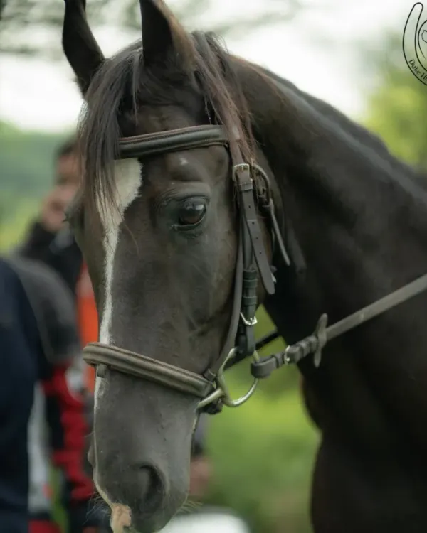 A close-up portrait of one of our beautiful trail horses. You can see the gentle and calm temperament in its eyes, which is why our horses are so loved by beginners and experienced riders alike.
