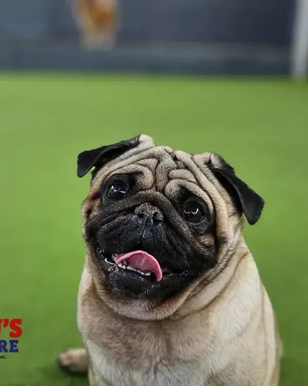 This adorable Pug's happy face says it all. We provide a stimulating environment where every dog can feel comfortable and show off their charming personality.