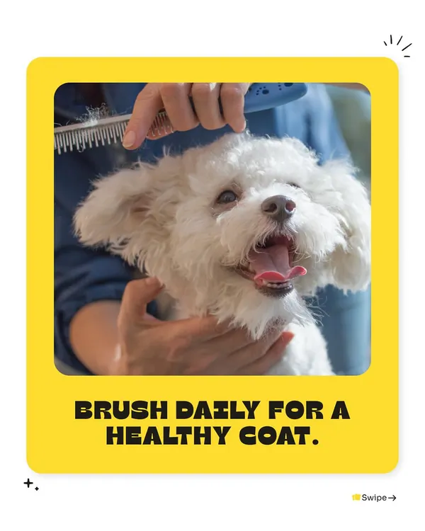 One of the simplest ways to keep your pet's coat healthy is to brush it daily. This helps remove loose fur, prevent matting, and distribute natural oils for a shiny coat.