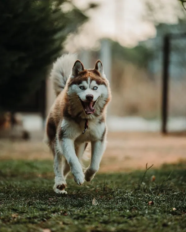 This is the look I strive for. This Siberian Husky is mid-run, full of joy and energy, which is what my training space is all about. A happy dog is always ready to learn.