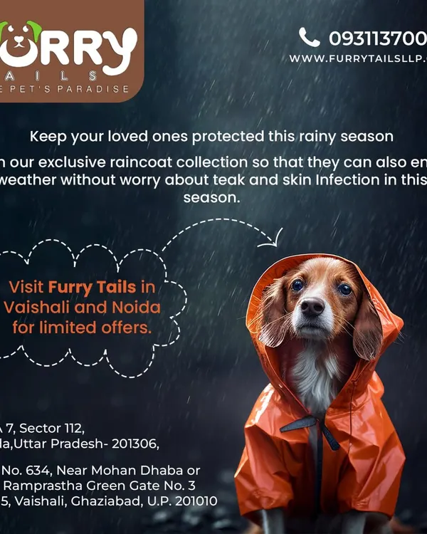 Keep your dog protected and dry during the rainy season with our exclusive raincoat collection. This functional pet apparel allows your companion to enjoy walks in any weather while preventing skin irritation.