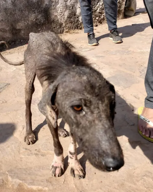 This was Gauri when she was found in Ranthambore, sick and alone. Her journey from this state to a happy, healthy dog in the USA is why I believe every animal deserves a chance.