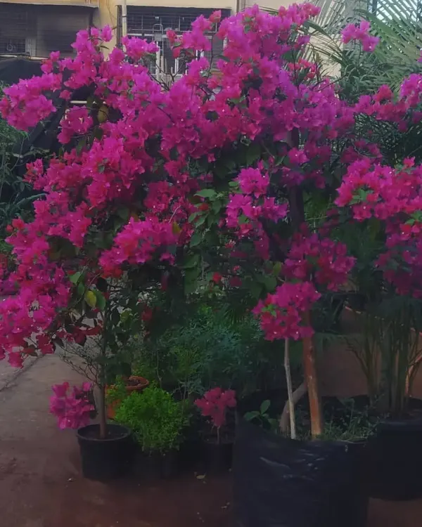 A Bougainvillea in full, glorious bloom. These plants love the sun and reward you with an incredible display of color.