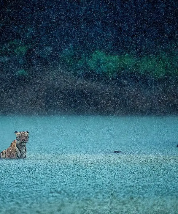 A tigress finds her calm in the middle of a monsoon thunderstorm in Tadoba. Moments like this are pure magic. It’s not just about being there, but about understanding the animal's world and using the elements to tell a powerful, atmospheric story.