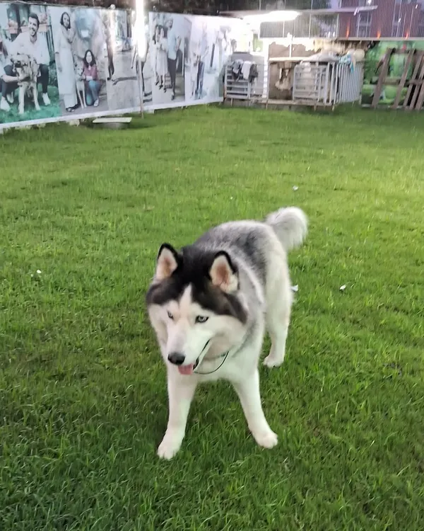 A beautiful Siberian Husky enjoying our expansive, well-maintained pet lawn in Noida. We offer plenty of room for energetic breeds to run and play, ensuring they get their daily dose of exercise and fun during their boarding or daycare stay.