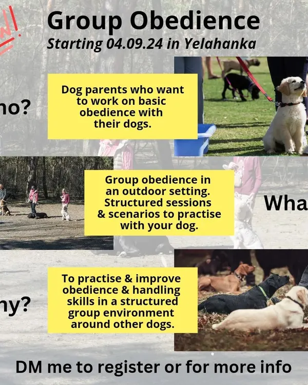 Wondering if my group classes are right for you? These sessions are for dog parents who want to practice and improve basic obedience in a structured outdoor setting. The main goal is to improve your handling skills and help your dog learn to be calm around others.