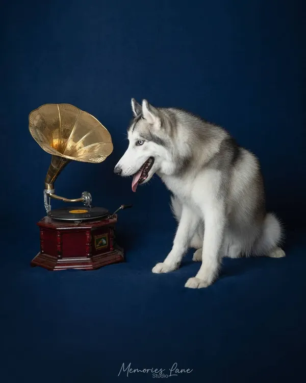 This vintage-themed photoshoot features a majestic Siberian Husky curiously inspecting an old gramophone. The deep blue background adds a touch of classic elegance to this fine art dog portrait.