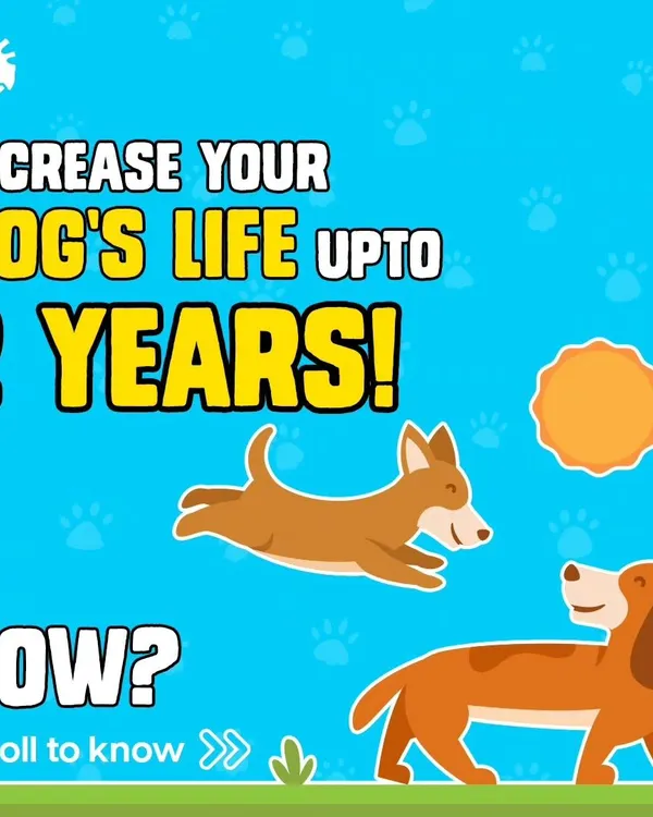 Did you know you can increase your dog's life by up to 2 years? A healthy lifestyle with the right environment and diet makes all the difference.