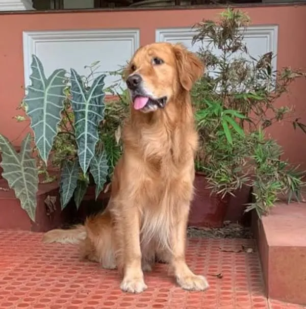 From a sleepy puppy to a dashingly handsome adult, UFO has grown up with us. He loves running laps in our large play area and has been a cherished part of the Petspace family for years.