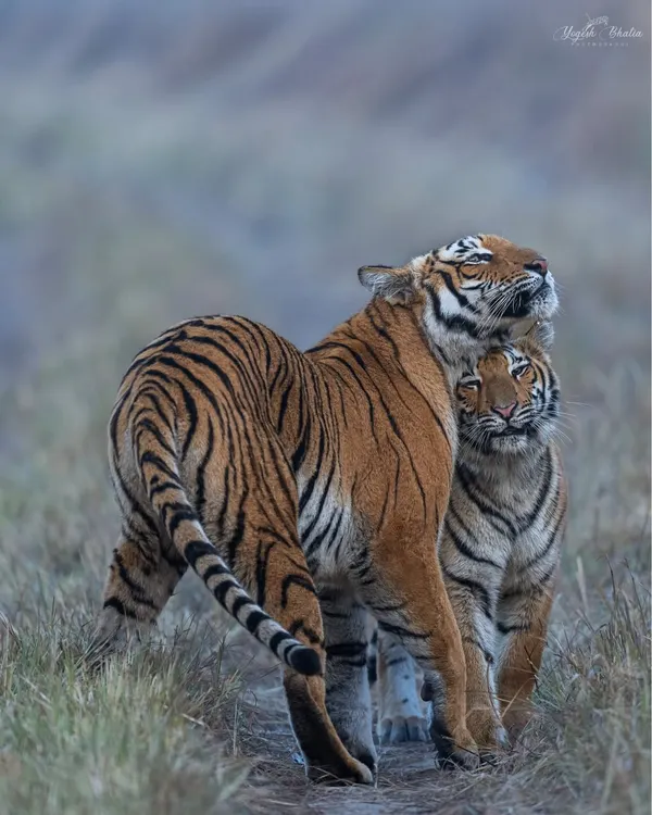 A beautiful moment of behavioral storytelling between a tigress and her cub. The vertical framing emphasizes their connection and posture. I teach my students to anticipate these interactions and frame with intent, letting the emotions speak for themselves.