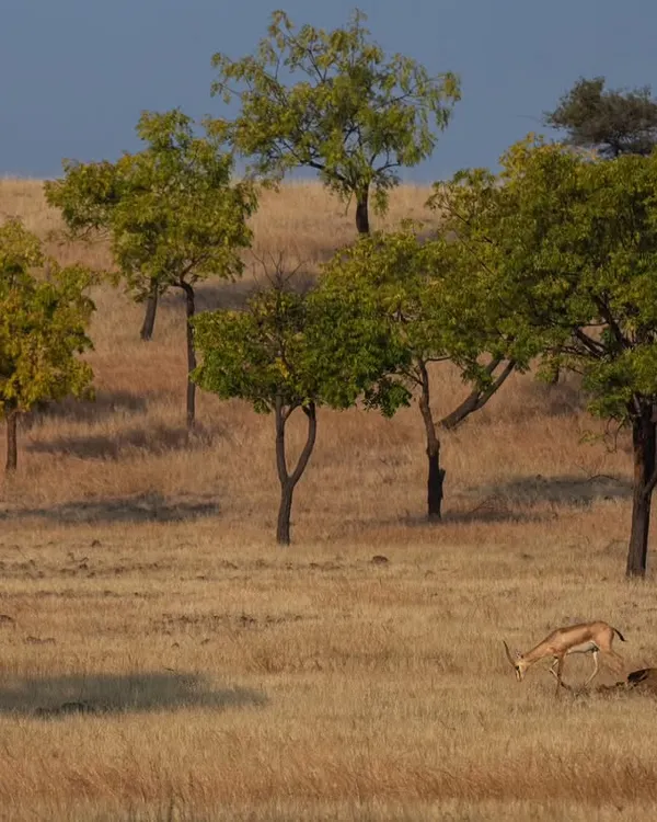 A Chinkara, the primary prey for wolves and hyenas, grazes in the open grasslands of the Deccan Plateau. These open habitats are a fragile and often unprotected ecosystem.
