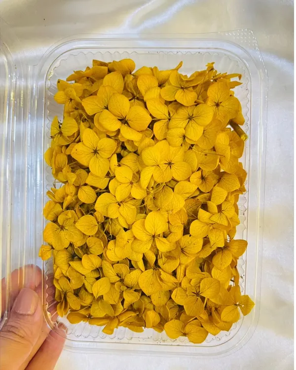 Add a touch of nature to your art with our real dried hydrangea flowers. This box of vibrant yellow hydrangeas is perfect for floral nameplates, coasters, and jewelry.