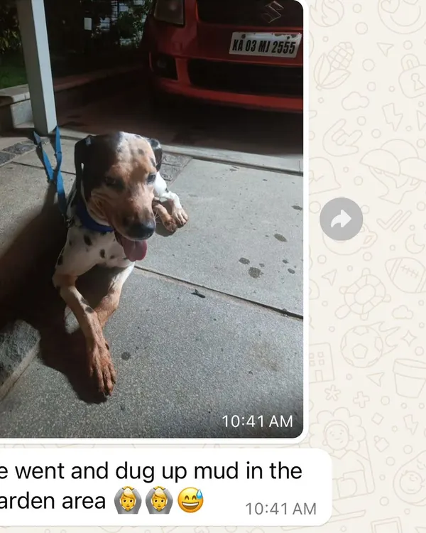 This is from my online client Meghana, whose dog Coco was reactive. It's not easy to follow instructions over a screen, but her dedication was incredible. This message, showing Coco happily digging in the mud, made my day.