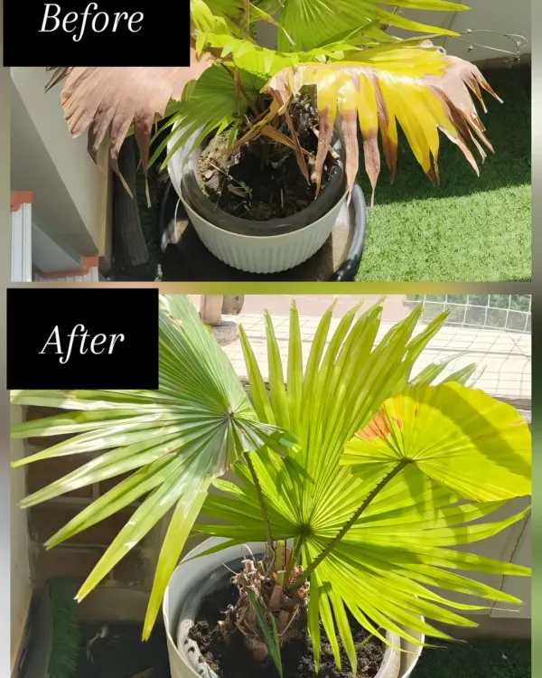 This fan palm is a classic example of a plant crying out for help. The 'before' shows dry, browning leaves from underwatering and stress. In the 'after' shot, you can see the results of a proper watering schedule and nutrient boost, with healthy, green fronds taking over.