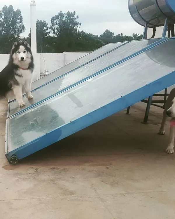 A majestic Husky and a happy Labrador enjoying the view from the rooftop. This secure space is perfect for them to play and explore.