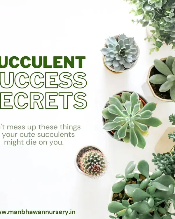 I'm sharing my succulent success secrets to help you keep these cute plants happy. With the right care, you can build a thriving collection of these fascinating, low-maintenance beauties.