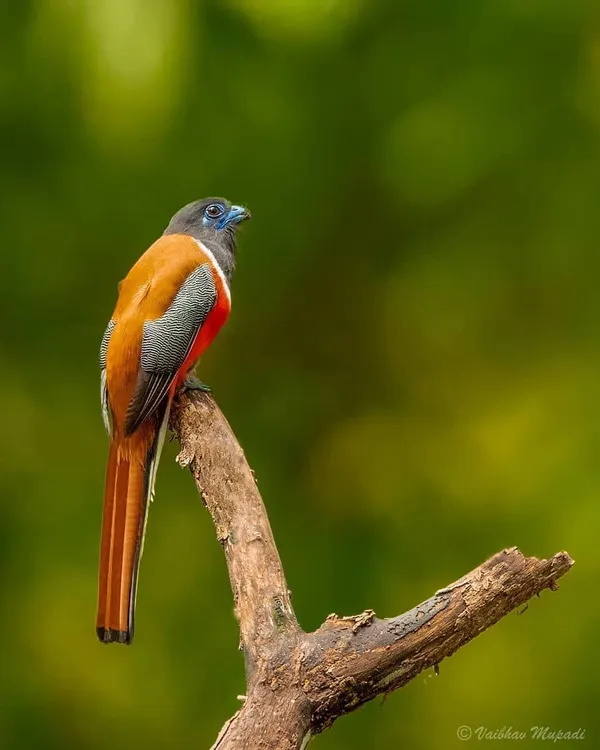 A rare Malabar Trogon, with its distinct orange and grey plumage, perches on a branch. This is a beautiful and sharp capture of one of the most sought-after birds for wildlife photographers in the region.
