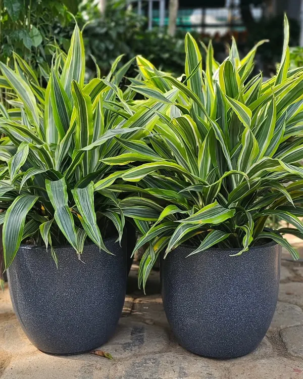 These are two healthy Dracaena reflexa plants, also known as 'Song of India'. Their bright, variegated leaves make them a cheerful addition to any indoor space, and they are relatively easy to maintain.