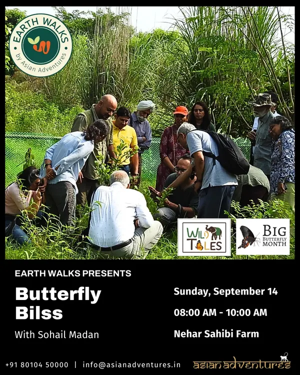 A moment of shared discovery during our "Butterfly Bliss" walk. Here, our expert guide Sohail Madan points out the subtle details of a butterfly's habitat to an engaged group, showing how our walks are hands-on, educational, and perfect for the curious.