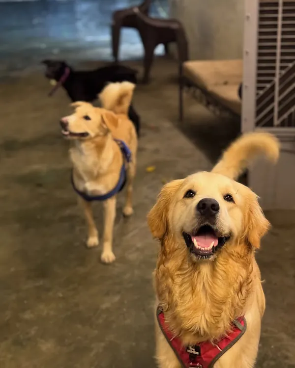 A pawsome family of three, all alert and happy. It's great to see dogs of different breeds becoming good friends.