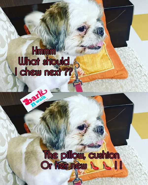We've all been there. You come home to find a favorite pillow or a new pair of shoes has become a chew toy. This destructive chewing is a behavior we can correct by addressing the underlying cause, like boredom or anxiety.
