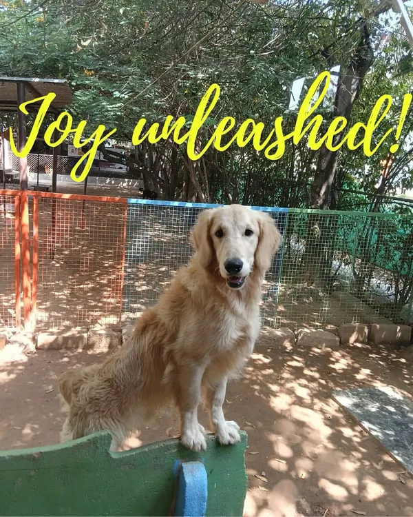Joy unleashed! This beautiful Golden Retriever is having the time of his life in our play area. This is the freedom and happiness we promise every dog.