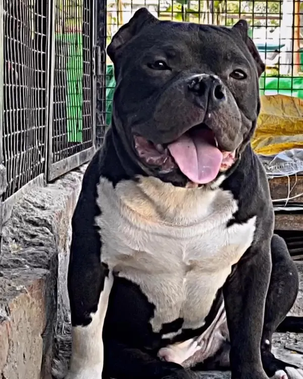 This is the look of a true champion. Sultan is available for stud services to approved females. His genetics and temperament are highly sought after in the American Bully community.