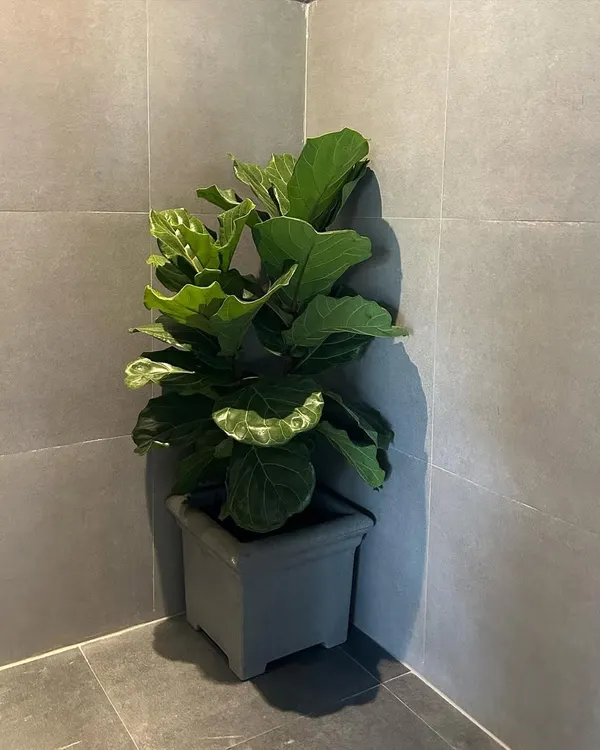 The Fiddle Leaf Fig, or Ficus lyrata, is a popular choice for making a statement. Its large, violin-shaped leaves add a touch of lush drama to this minimalist corner, potted in a simple grey container that complements the tiled walls.