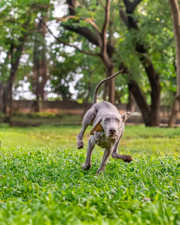 The pure joy of a dog in motion. I saw Draco the Weimaraner's cheeks flapping in the wind as he ran, and I knew I had to capture it. Outdoor sessions are perfect for these energetic, candid moments that show your dog's true personality.