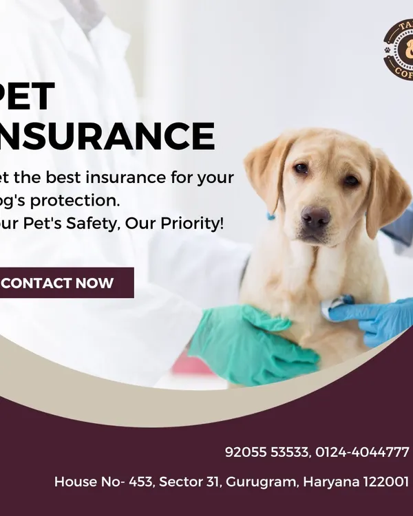 This image represents my promise to you: your pet's safety is my priority. With our pet insurance plans, you can be confident that your dog will receive the best medical attention whenever it's needed.