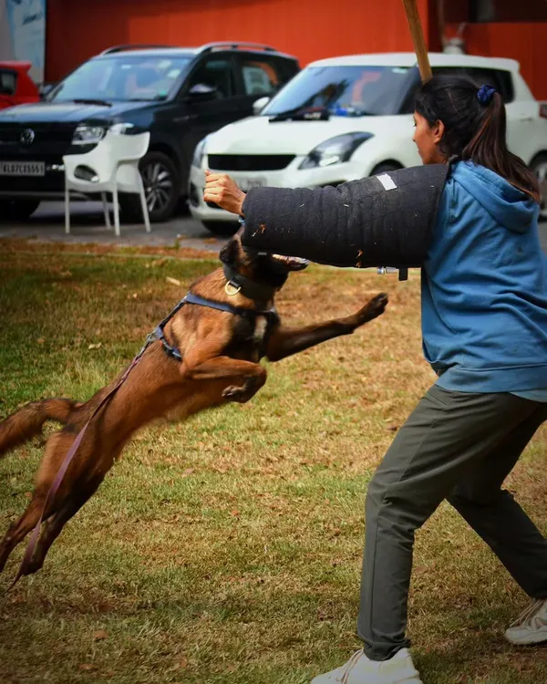 A Belgian Malinois in mid-air, fully committed to the bite sleeve. This is the result of channeling explosive energy into a focused task, a key skill in protection sports like PSA.