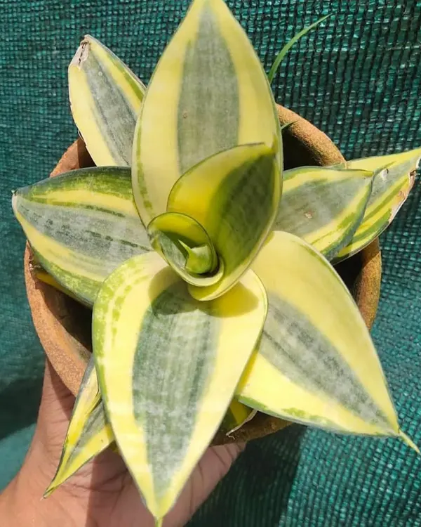 A beautiful variegated Snake Plant with a unique spiral growth pattern. This variety, Sansevieria 'Twisted Sister', is just as easy to care for as the common type.