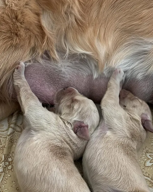 It all starts here. This precious moment shows newborn Golden Retriever puppies nursing with their mother, safe and warm. We believe in responsible breeding, and ensuring our pups get the best possible start in life with their mom's milk and constant care is our top priority.