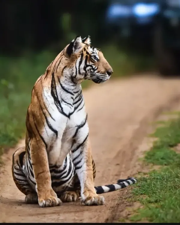 A magnificent tiger sitting calmly on a safari trail in Nagarahole Tiger Reserve. Spotting this majestic animal is the ultimate goal of our wildlife trips.