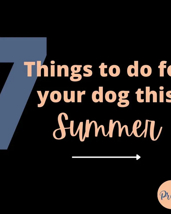 Summer is here! The heat can be tough on our dogs, so here are 7 essential things you can do to keep them cool, safe, and happy all season long.